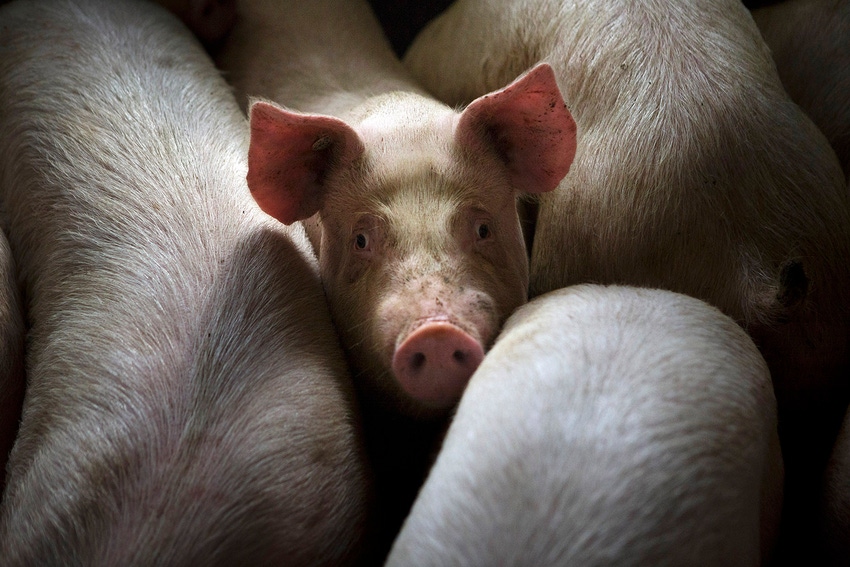 How do you feel about the ag/pork sector?