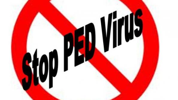 Pork Board Funds Eight PED Virus Projects