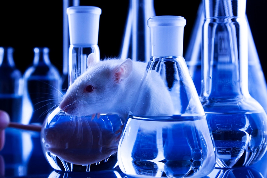 laboratory rat 