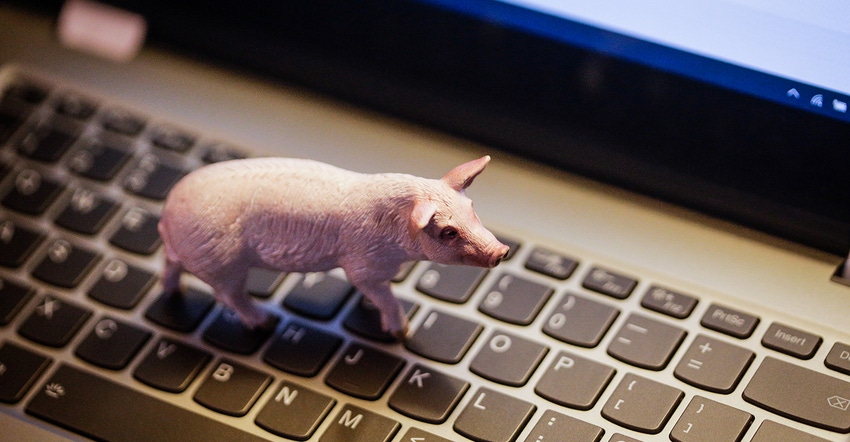 Toy pig on a computer keyboard Toy pig on a computer keyboard