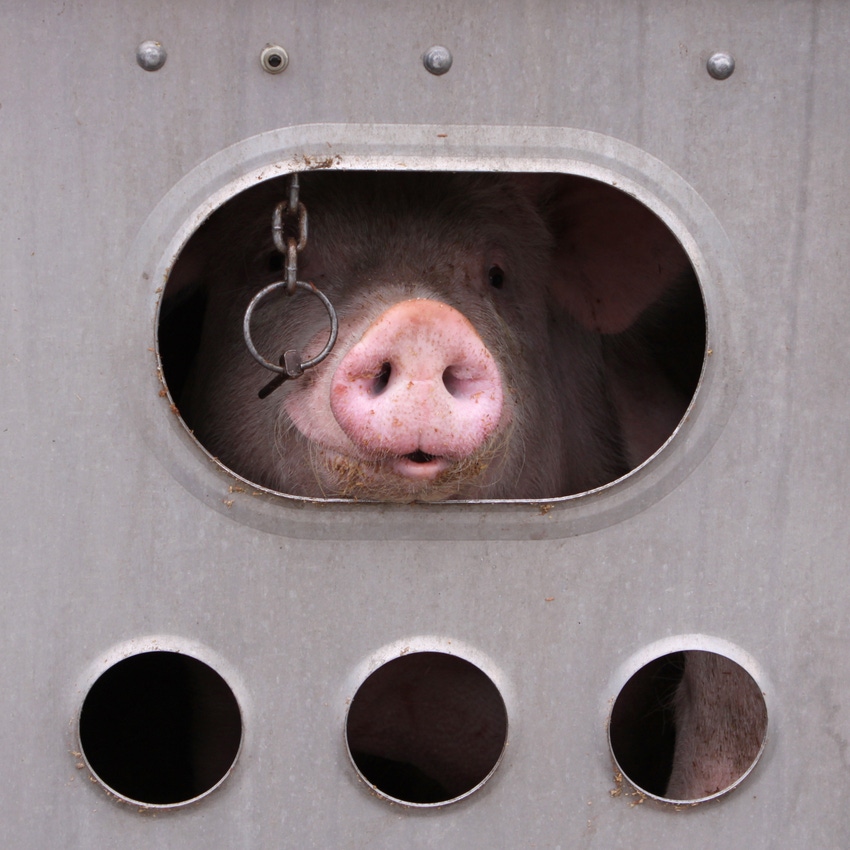 pig in livestock trailer-shutterstock_81047980.jpg