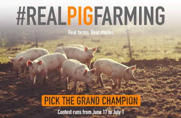 Help pick #RealPigFarming Grand Champion Help pick #RealPigFarming Grand Champion