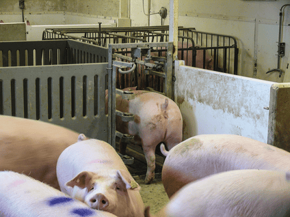 Training of new sows and gilts is an important aspect of ESF systems.