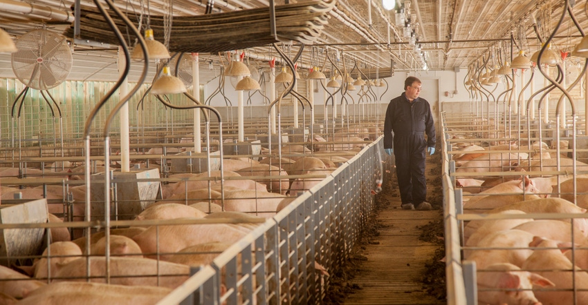 Will changing weather lead to increased salmonella in your herd?