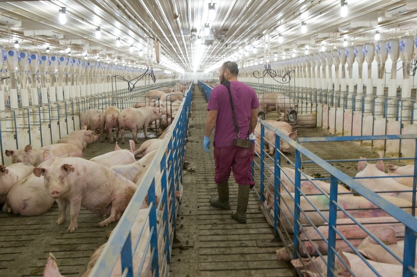 Group gestation on a sow farm.jpg