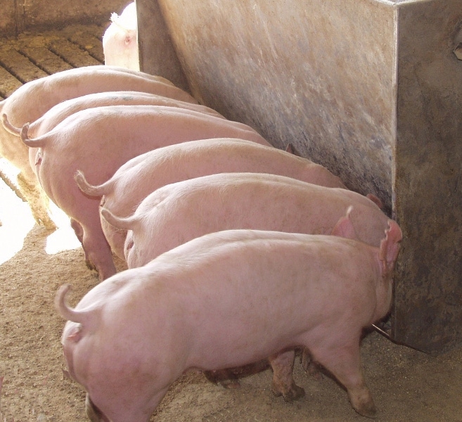 Evaluating Energy in Swine Diets