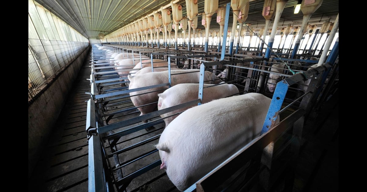 Sorting out indicators of hog breeding herd trends