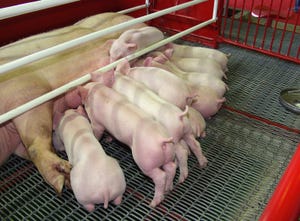 Record pigs per litter logged, sows farrowing declined