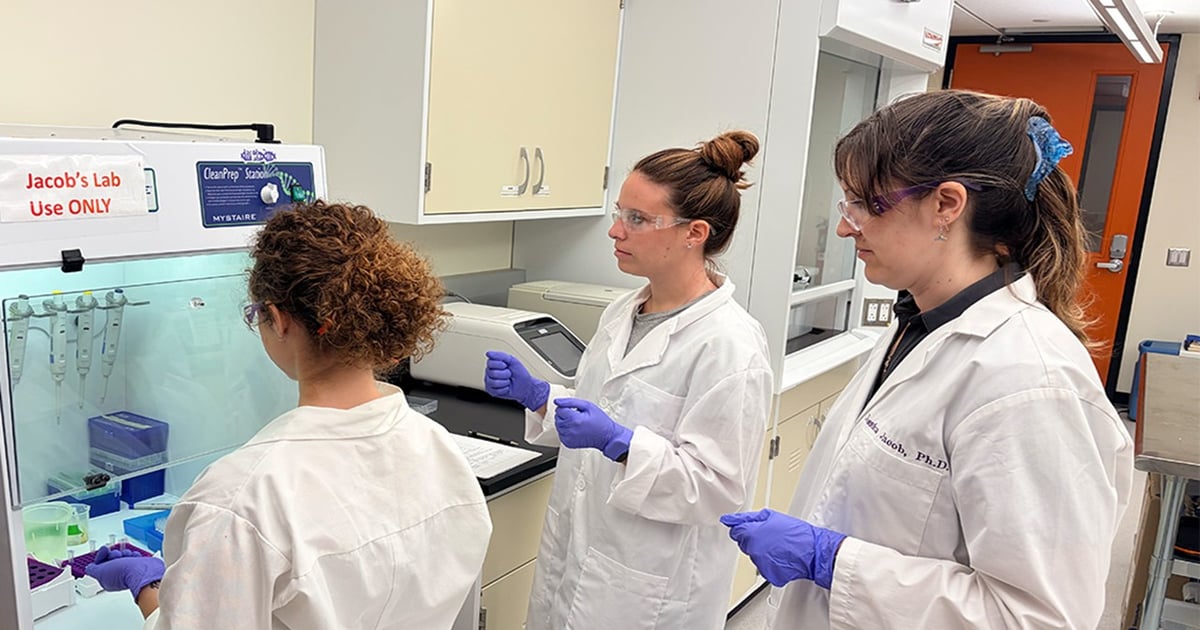 HPU researchers building a rapid brucellosis test for feral pigs