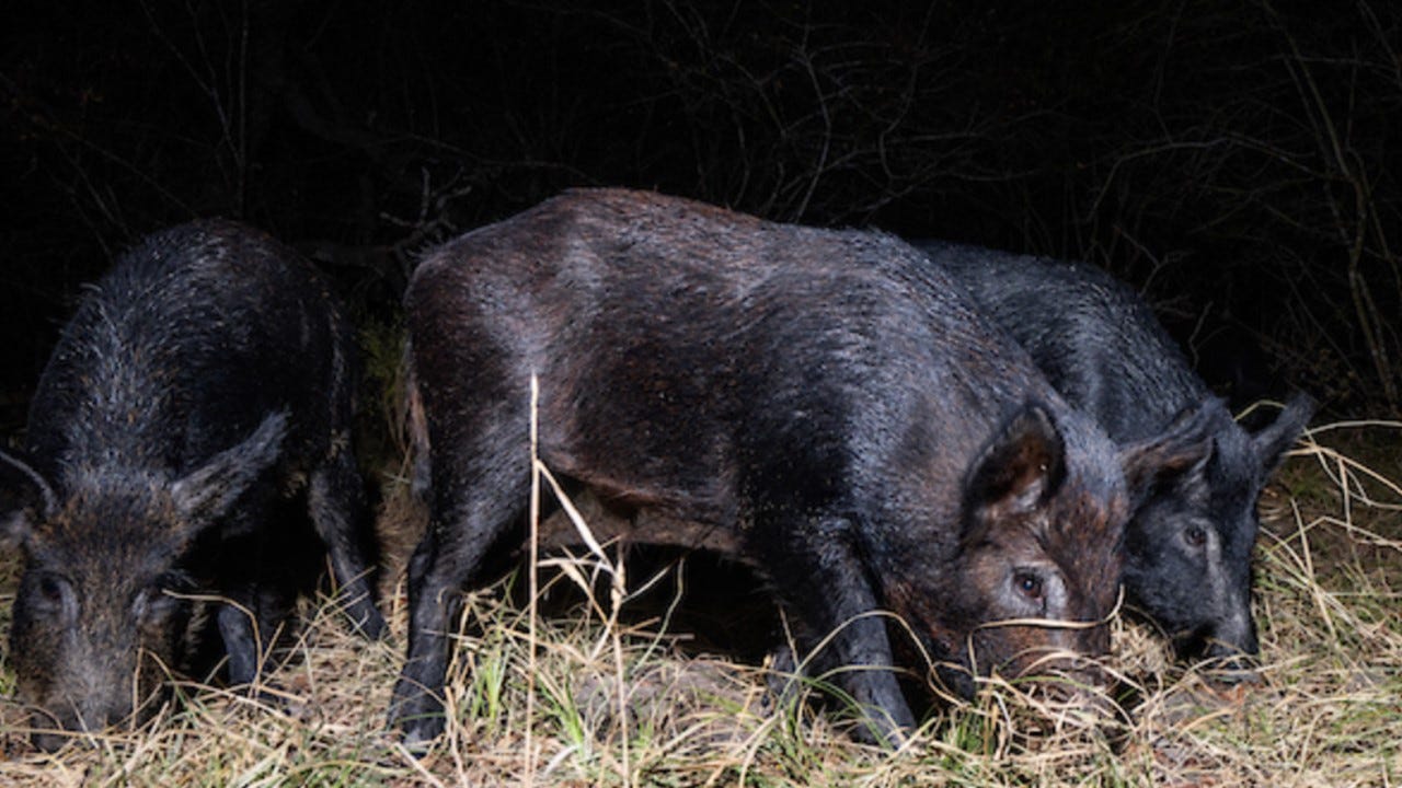 New framework tackles feral hogs in national parks