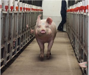 Providing greater freedom of movement to stall-housed sows
