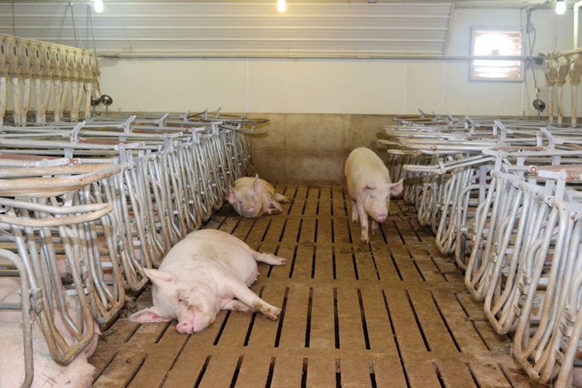 Research finds betaine reduces heat stress impact on sows