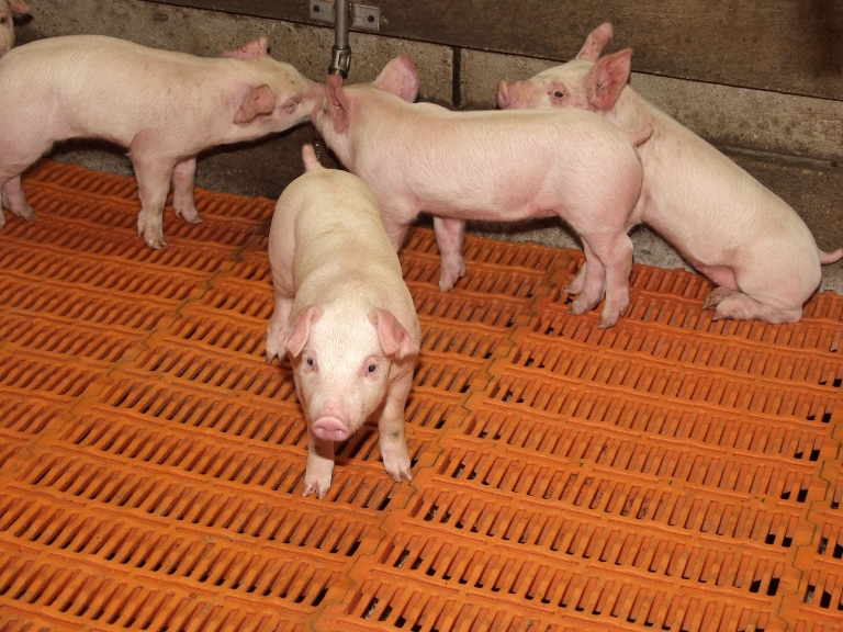 National Pork Board Funds New Swine Health Information Center