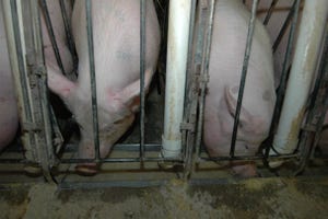 Study Challenges Value of Compensatory Feeding