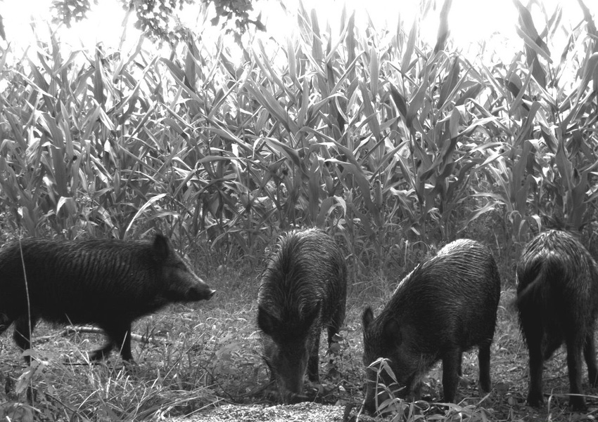 feral-swine-in-corn-field.jpg feral-swine-in-corn-field.jpg