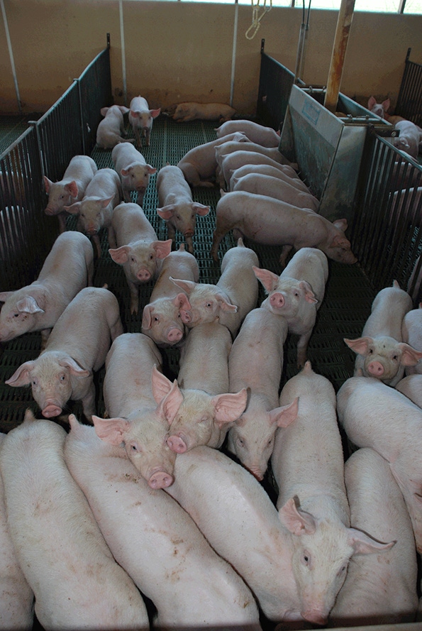 How does feeding medium-chain fatty acids impact the growth of pigs?