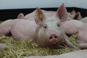 UK pork producers raise concerns over 'How to Steal Pigs' program