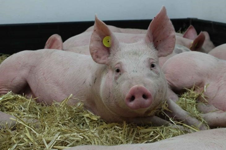 UK pork producers raise concerns over 'How to Steal Pigs' program