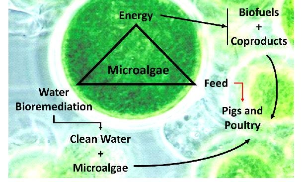 Micro-algae-figure1.jpg