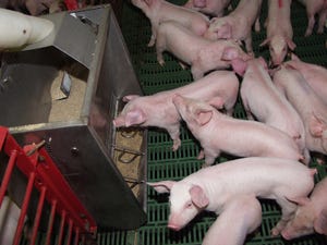 Top hog producers prepare, execute, follow up — every day
