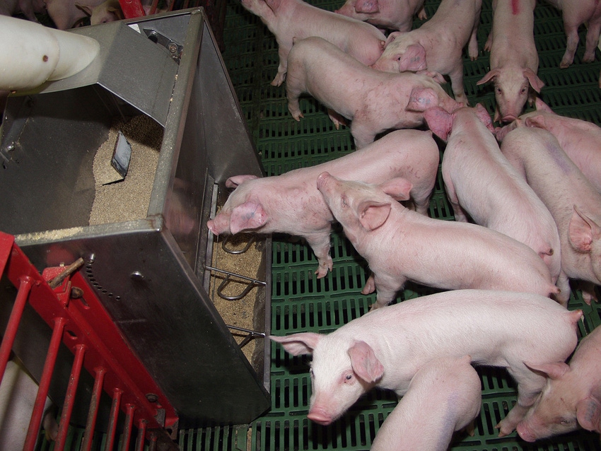 Illinois study finds optimal calcium-to-phosphorus ratio in pig diets