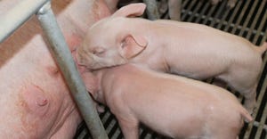 Research at North Carolina State University shows that increasing the number of functional teats at farrowing will enhance pi