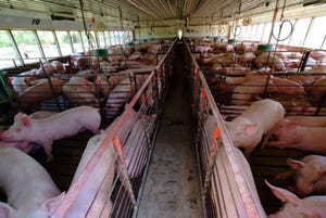Feed prices cut production costs; hog prices dropping