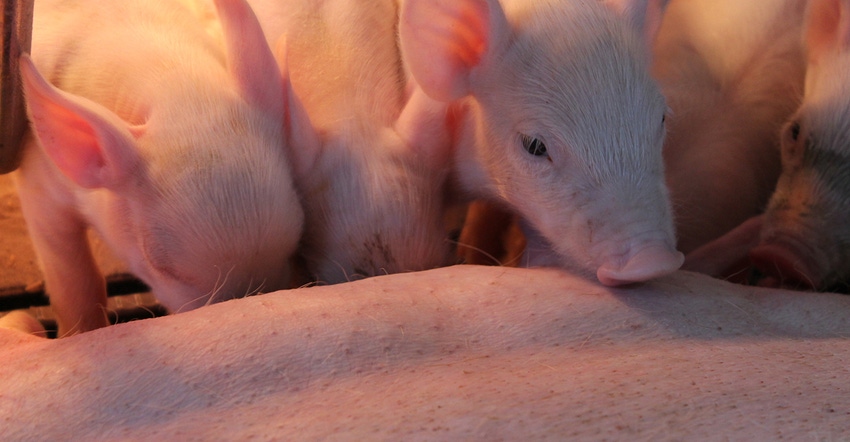 Piglets nursing on a sow