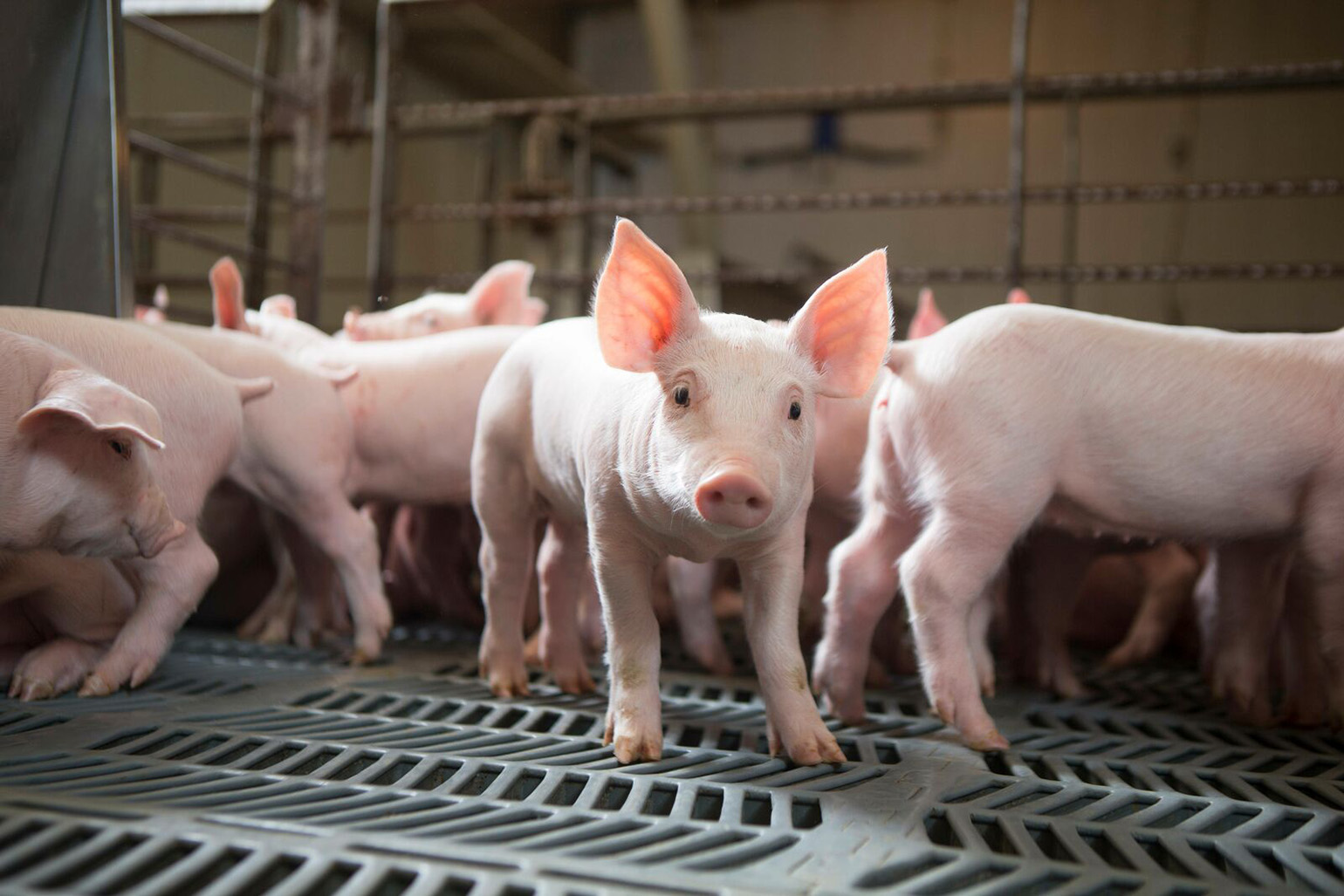 Alveo Technologies, NYtor to develop rapid test for swine influenza