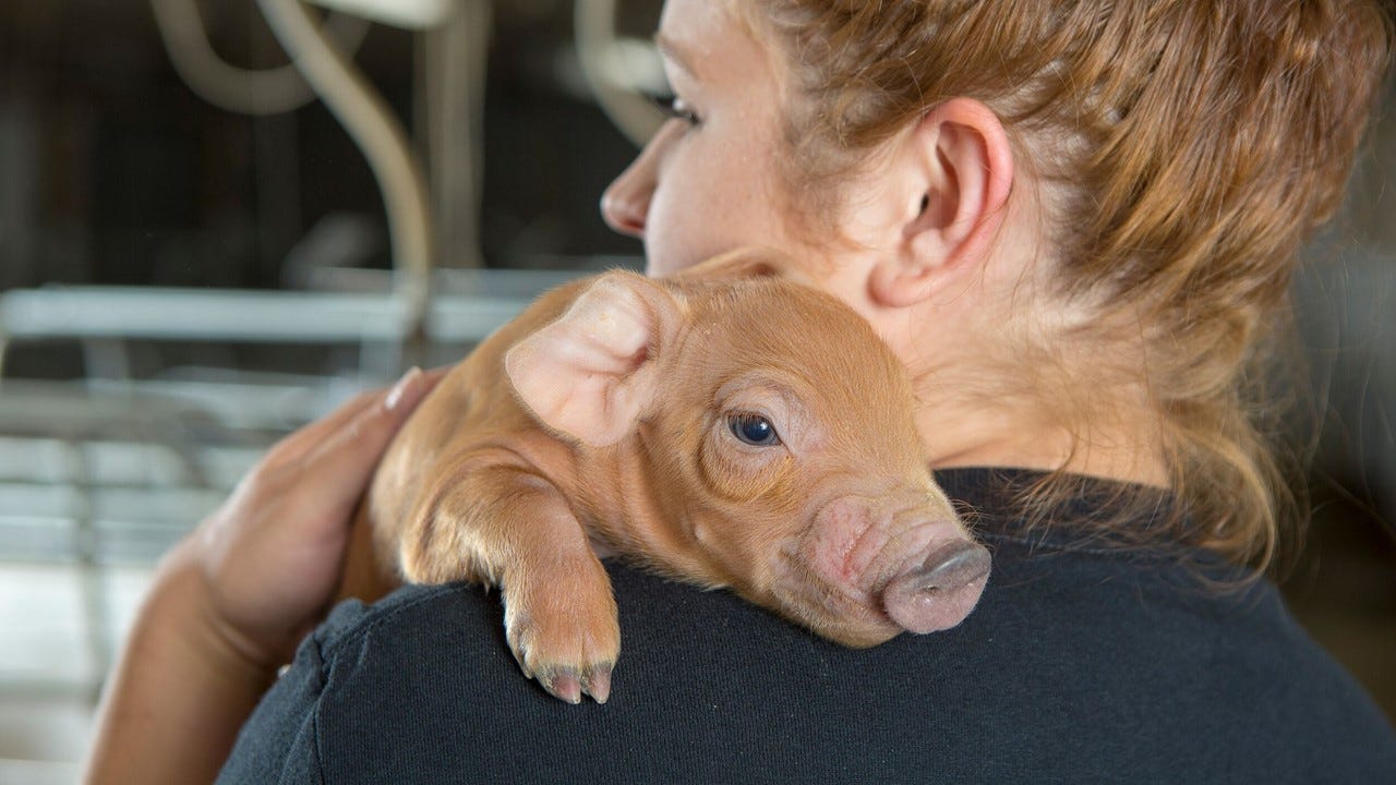 Drying scouring litters