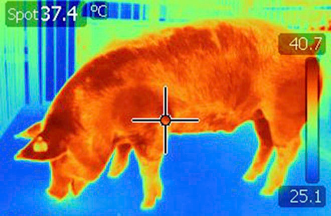 High-Tech camera helps safeguard sows and piglets