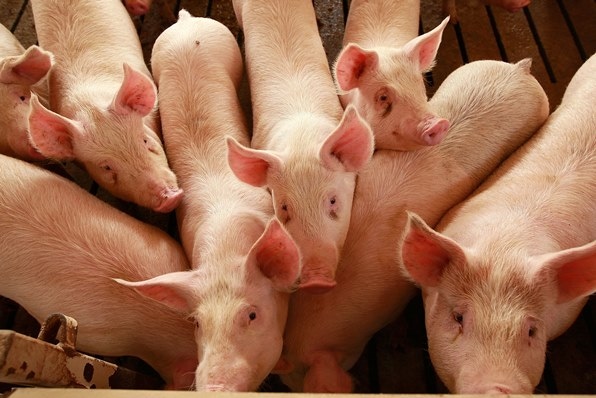 FDA takes steps to withdraw approval of the swine drug carbadox