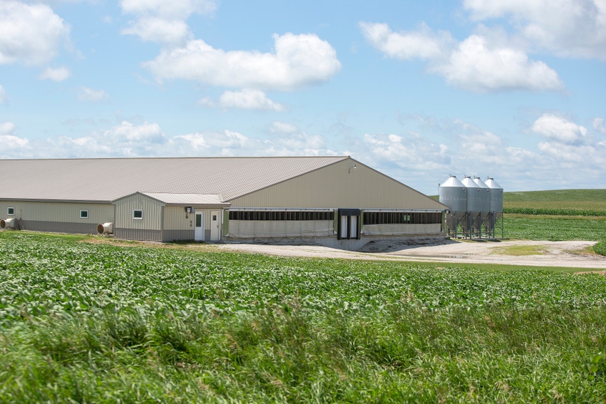 hog farm hog barn.jpg hog farm hog barn.jpg