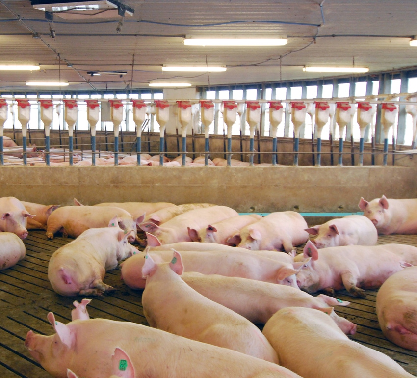 Veterinarian shares observation in sow mortality
