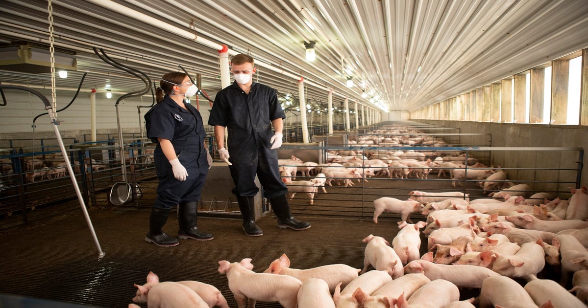 Why the pork industry needs labor reform