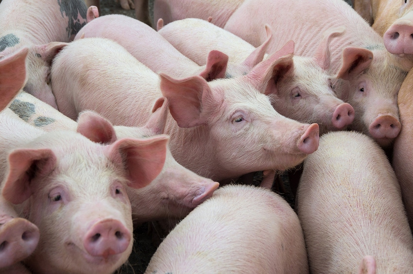 Increasing profits, mitigating risk is focus of K-State Swine Day