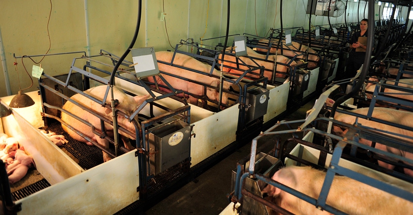 Barn with sows in farrowing stalls Barn with sows in farrowing stalls