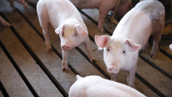 How does China pork production stack up to U.S.?