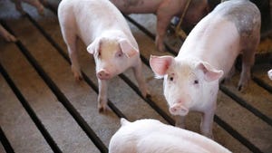 Highest June 1 U.S. hog and pig inventory since 1964