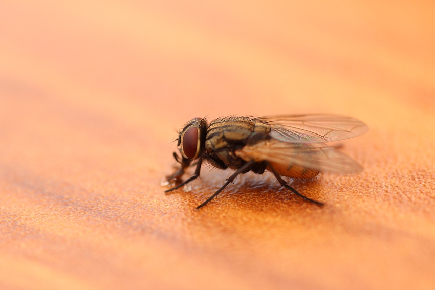 NHF-GettyImages-StableFly-1540.jpg