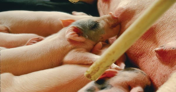 A Four-Year Snapshot of Sow Productivity Trends