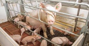 Sow with piglets in a farrowing stall