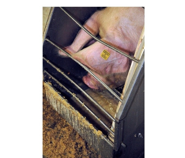 Seven Tips to Keep Heat-Stressed Sows Eating This Summer