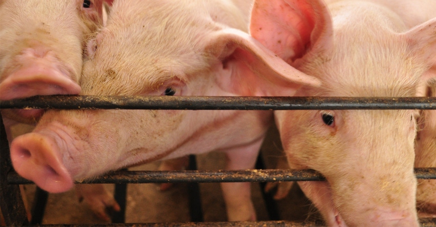 New ISU Extension swine specialist named