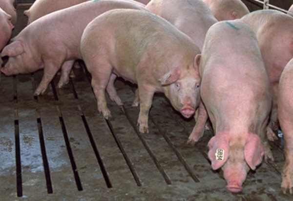 Developing New Tools to Assist in Sow Housing Conversion