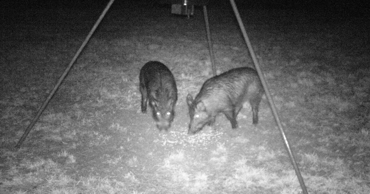 Landowner trust, experience influence feral hog management