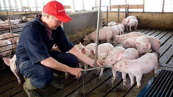 Salmonella: A constant threat to pigs