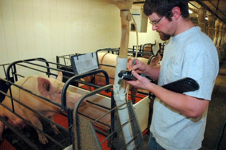 U.S. Pork Center of Excellence Offers Web-Based National Swine Reproduction Guide