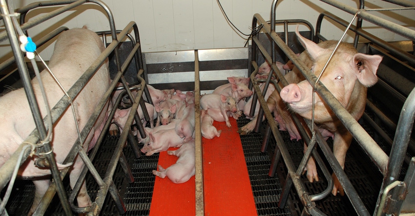 Side-by-side farrowing crates, sows and piglets