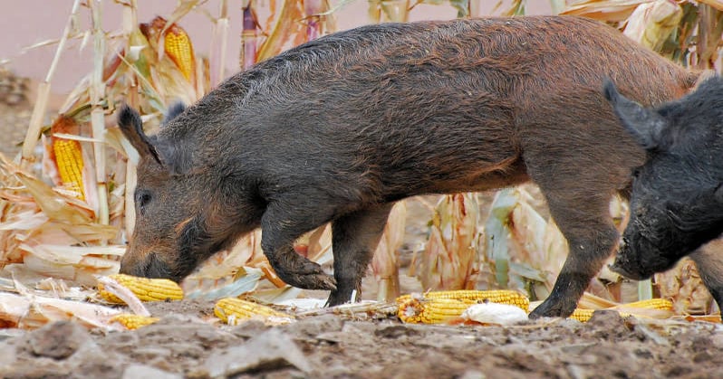 Survey provides broader understanding of feral hog damage